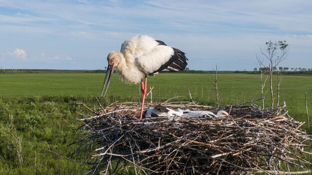 Foto una grande cicogna bianca in un nido o un nido di cicogna 39s nell'estremo oriente della regione russa dell'amur