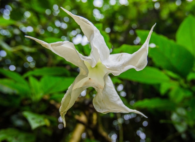 Photo large white tropical flower of brugmansia or angel's trumpet uganda africa