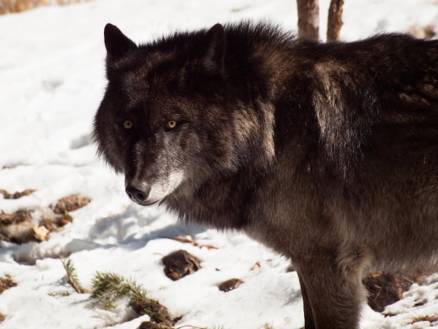 Large wolf in captivity.