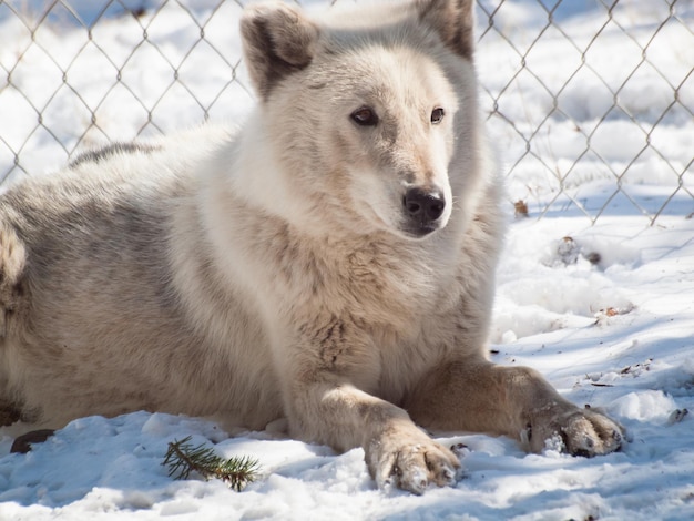 Large wolf in captivity.