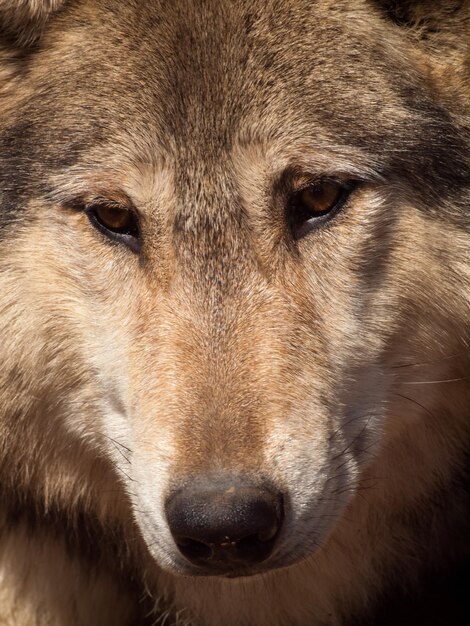 Large wolf in captivity.