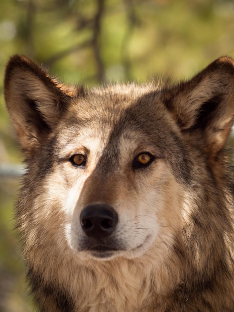 Large wolf in captivity.