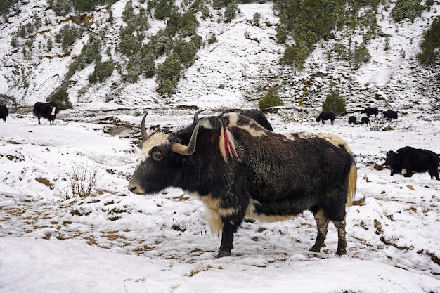 Foto grande yak in piedi nel campo coperto di neve nelle montagne sakteng bhutan