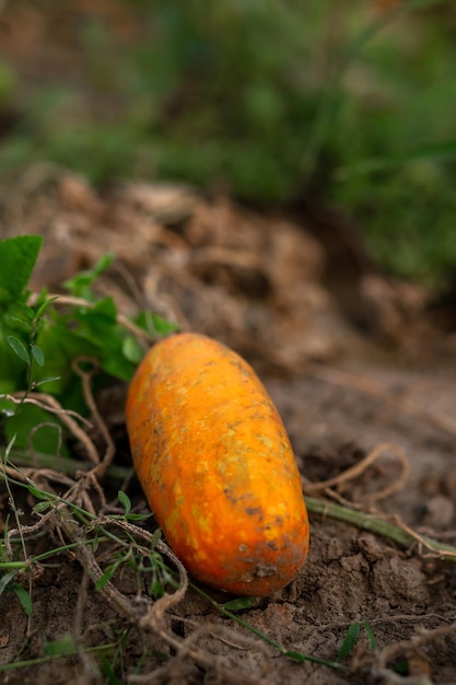 Large yellow cucumber for seeds Agriculture agronomy industry