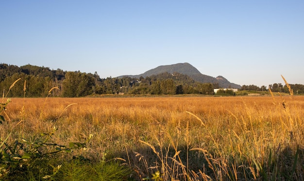 Large yellow field in the countryside during daylight