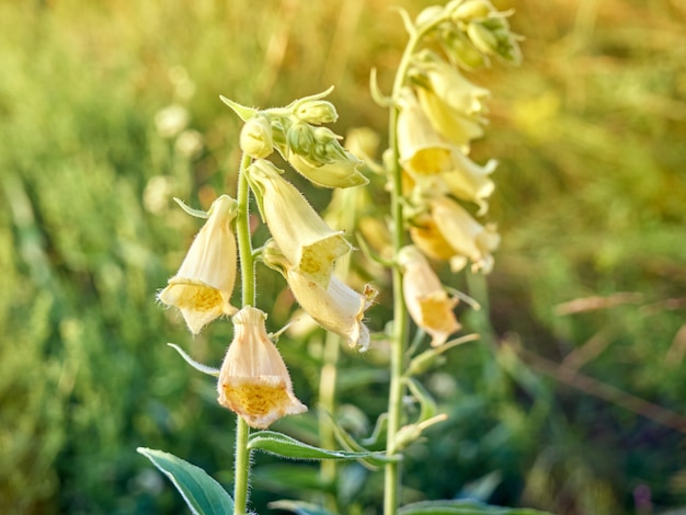 大きな黄色のキツネノテブクロまたは大きな花のキツネノテブクロ。