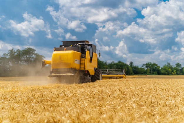 Large yellow harvester working in big field of wheat. Golden flavour. Beautiful fields.