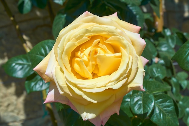 Large yellow rose in the summer garden