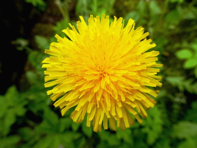 Photo large yellow sonchus (dandelion, sow-thistle)