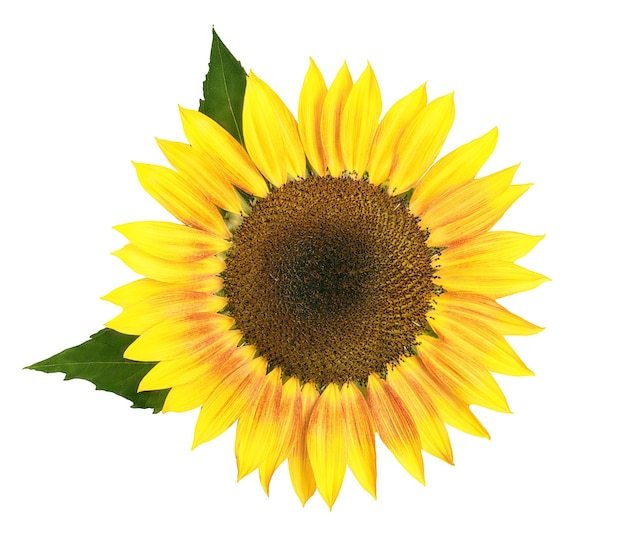 Photo large yellow sunflower with green leaves