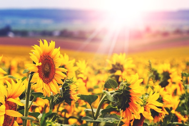 Large yellow sunflowers in a field in bright sunlight