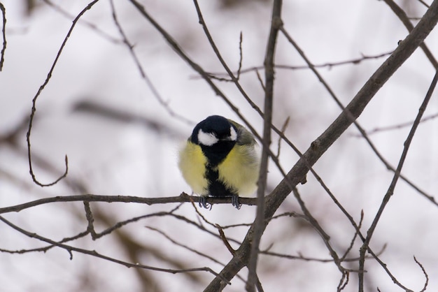 A large yellow titmouse on a bush