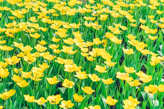 A large yellow tulip