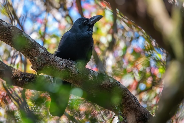 Largebilled Crow of Corvus macrorhynchos zitstokken op een boom