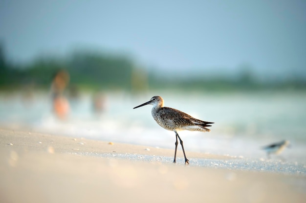 夏の海辺で食べ物を探している LargeBilled Dowitcher 野生の海鳥