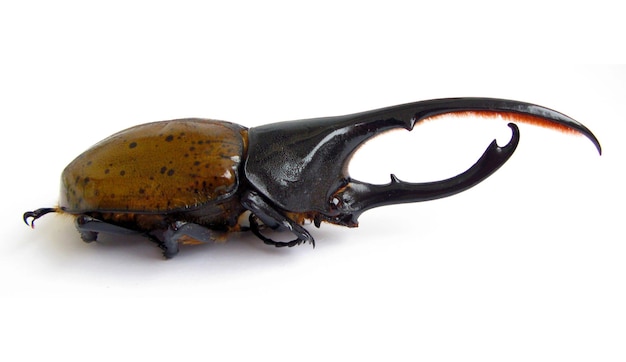 Largest horn beetle Dynastes hercules isolated. Collection of beetles. Entomology. Taxidermy.