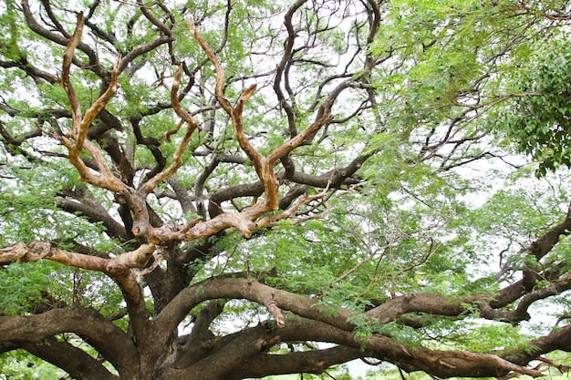 The Largest Monkey Pod Tree