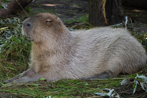 最大の齧歯動物であるカピバラは、緑の芝生の上にあります。カピバラは太陽に目を細めます。リラックス。動物のクローズアップの肖像画。