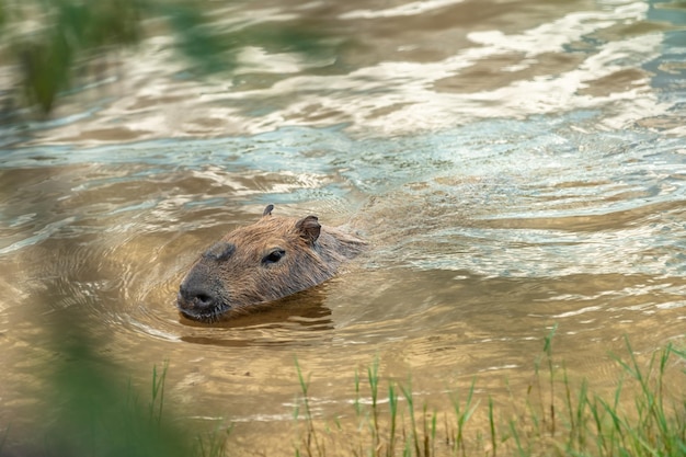 The largest rodent in the world Capybara in the wild