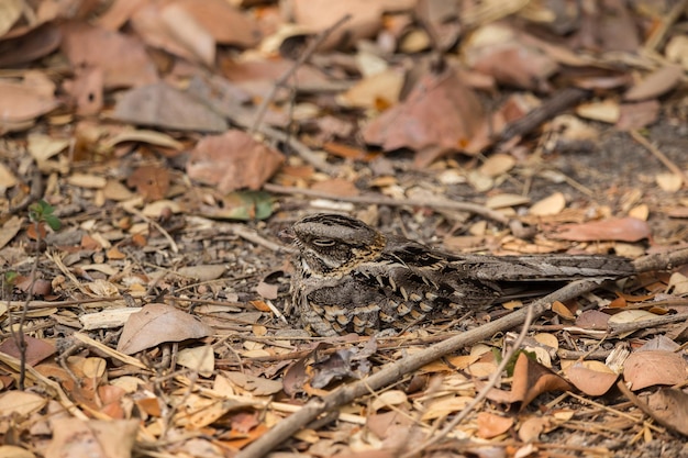 Largetailed Nightjar Caprimulgus macrurus xASleeping on the ground