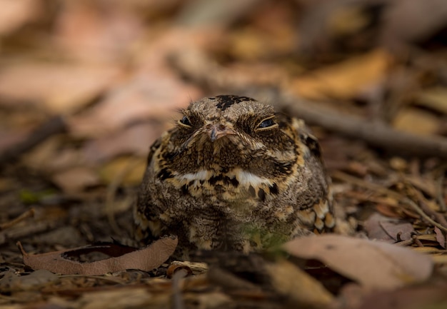 Largetailed Nightjar Caprimulgus macrurus xASleeping on the ground