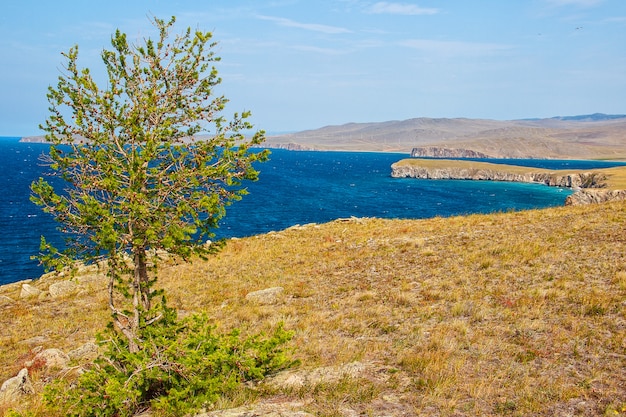 Lariks en het Baikalmeer in de zomer, het eiland Olkhon.