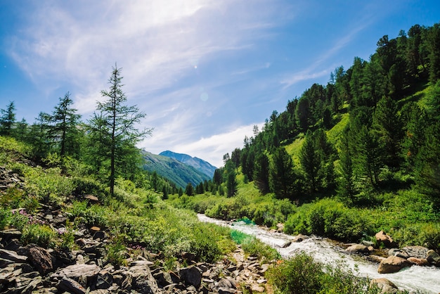 Lariks groeien op rotsachtige helling. Bergkreek in vallei onder rijke vegetatie van hoogland in zonnige dag. Reusachtige bergen achter heuvels met naaldbomen. Geweldig landschap van majestueuze natuur.