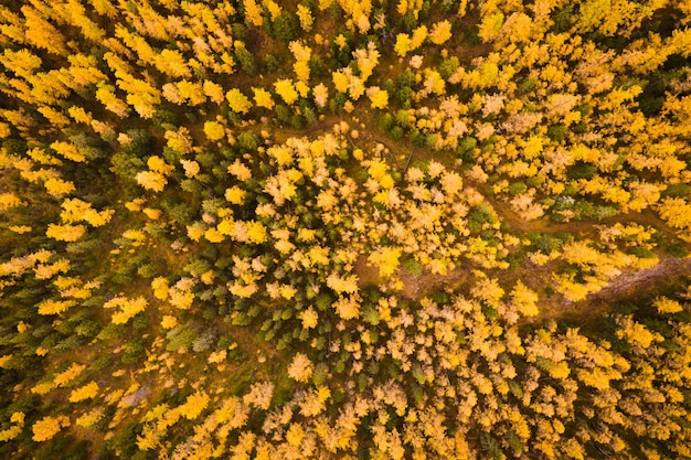 Lariksbos in de herfst. Luchtfoto van boven naar beneden. Altaj, Rusland