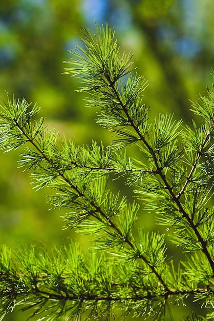 Larix decidua European or common larch green branches close up