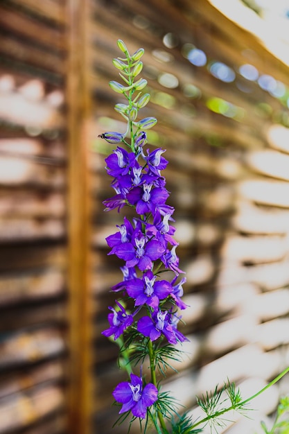 Larkspur on the side of the chalet in bright sunshine