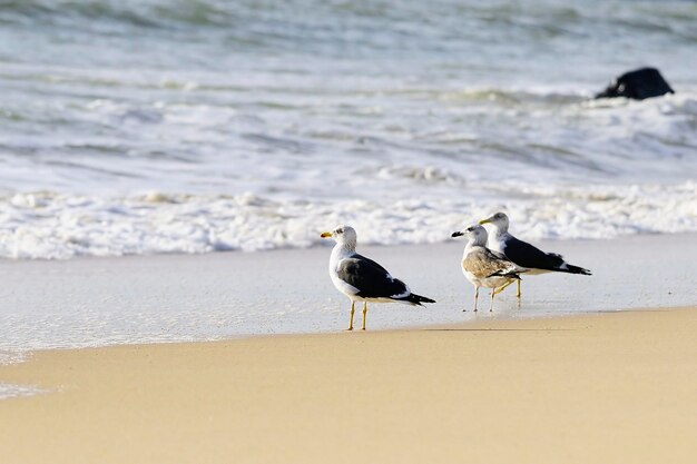 Foto larus fuscus - il gabbiano ombra è una specie di uccello caradriforme della famiglia dei laridae.