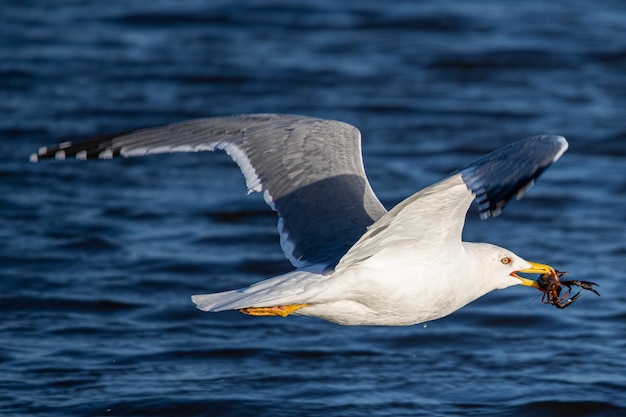 Larus michahellis is een mediterrane zeemeeuw die veel voorkomt in aiguamolls emporda girona spanje