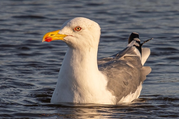Larus michahellis is a mediterranean seagull common in aiguamolls emporda girona spain