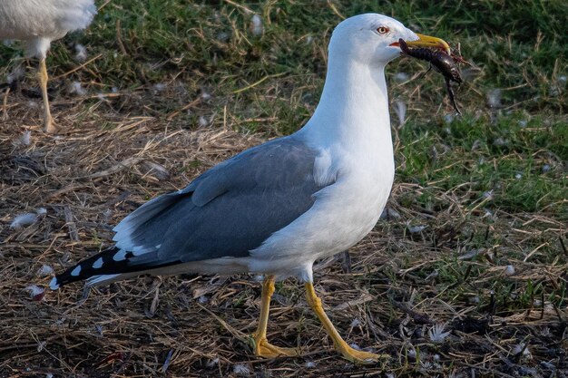 Larus michahellis는 aiguamolls emporda Girona 스페인에서 흔히 볼 수 있는 지중해 갈매기입니다.