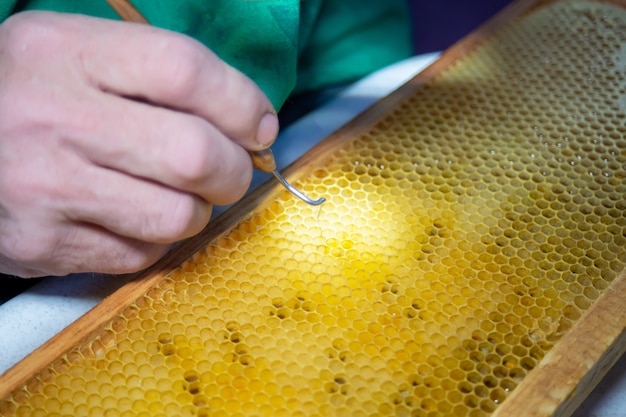 Личинка пчелы, отобранная для выращивания пчелиной матки. Инструмент для сбора личинок с сот на раме