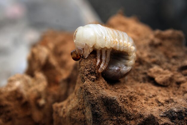 Foto larva di cockchafer nel fango