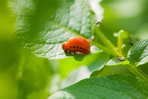 Larva of colorado beetle on leaf of potato