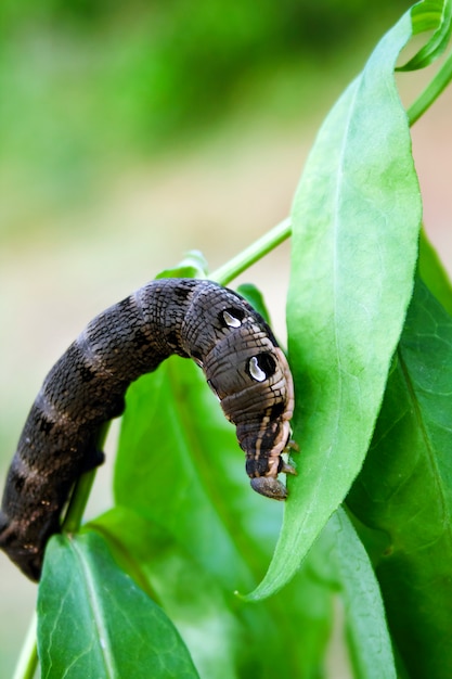 Larva of elephant hawk moth (Deilephila elpenor) on green branch