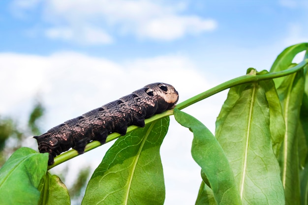 Larva of elephant hawk moth Deilephila elpenor on green branch