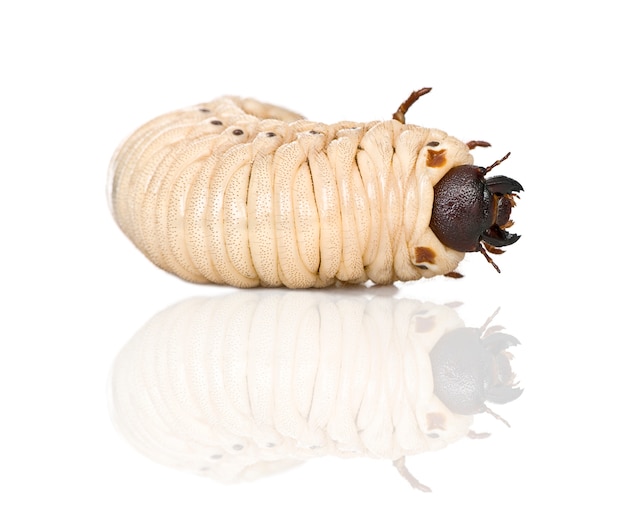 Larva of a Hercules beetle - Dynastes hercules - is the most famous and largest of the rhinoceros beetles.