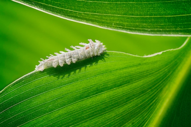 larva insect