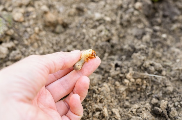 La larva del coleottero o insetto maggiolino in mano femminile in primavera nel giardino