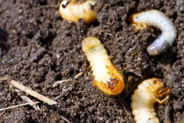 Photo the larva of the may beetle may bug melolontha