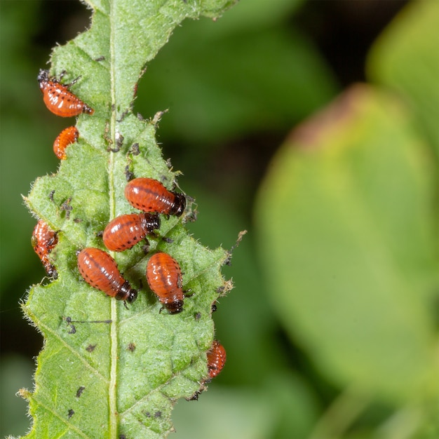 The larvae of the Colorado potato beetle devouring a potato leaf