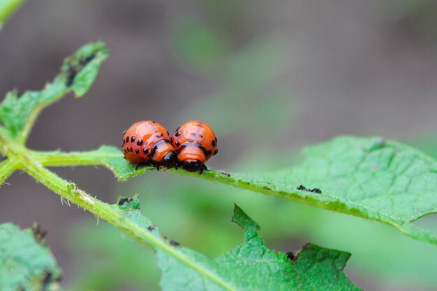 Larvae of the Colorado potato beetle on potato bush