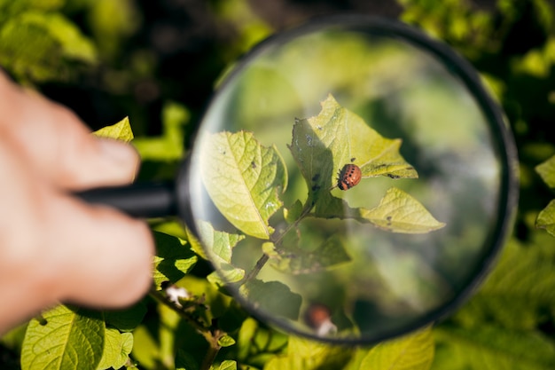 Photo larvae of colorado potato beetle on potato leaves.