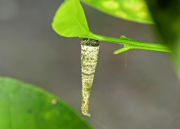 Личинка мотылька PsychidaexAЭто личиночный случай мотылька Psychidae.