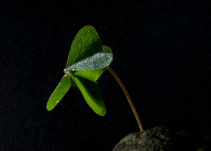 Foto las plantas en la vida