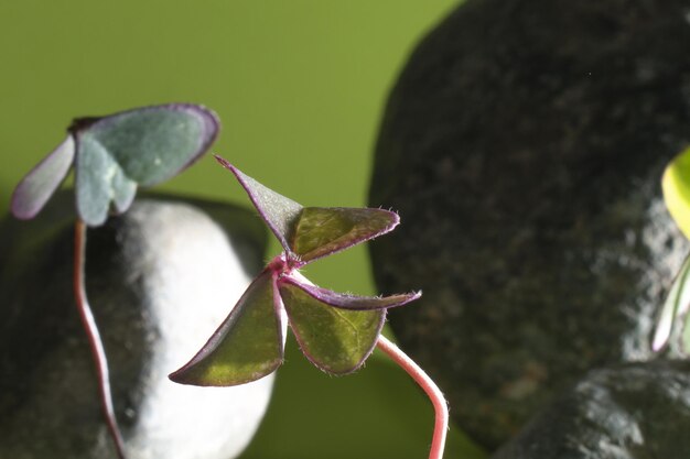 写真 las plantas y la vida