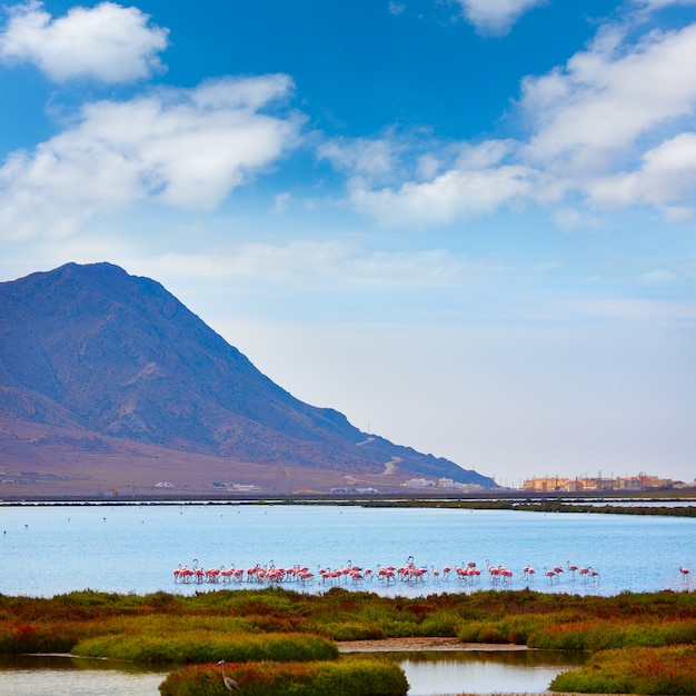 Las Salinas Cabo de Gata Almeria-flamingo&#39;s Spanje